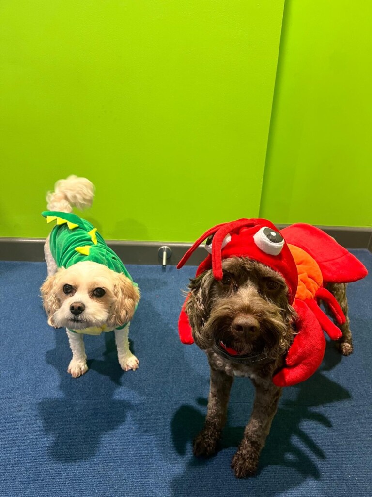 MArine Academy Primary pets dressed for world book day