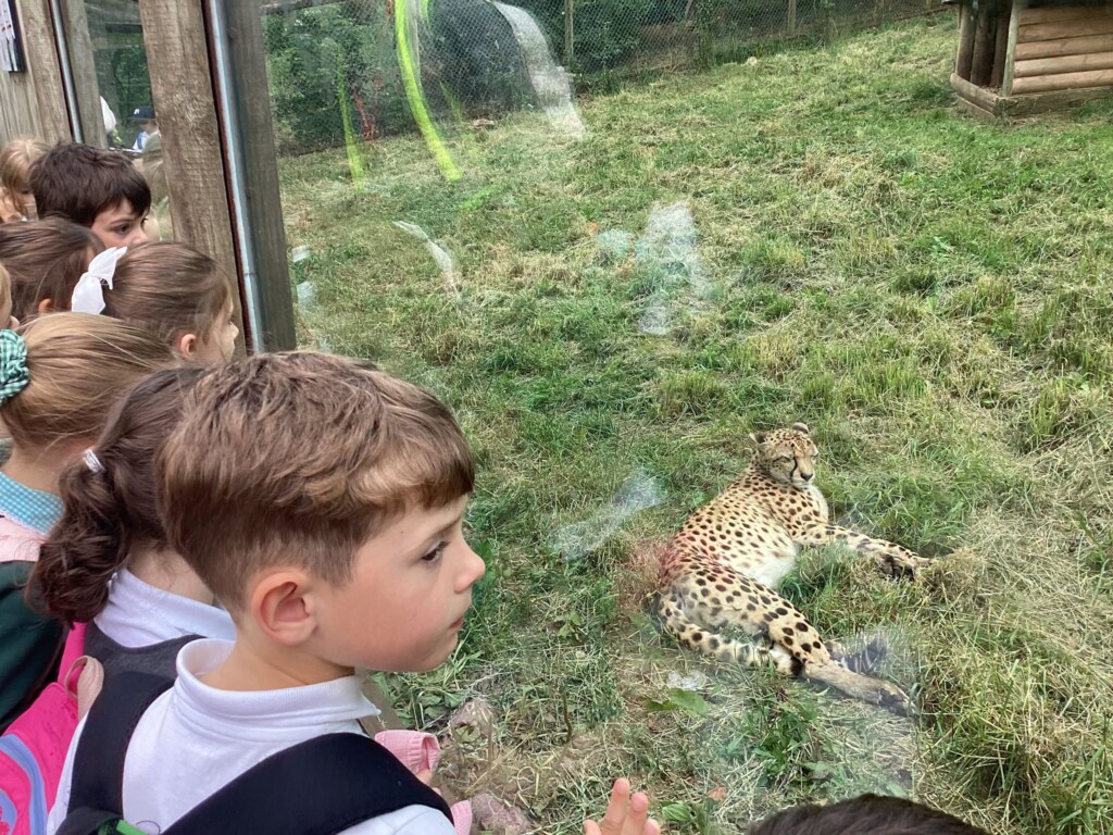 A pupil stood by the leopard enclosure